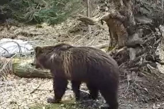 Niedźwiedzie przy Babiej Górze? Park Narodowy zapewnia, że jest bezpiecznie